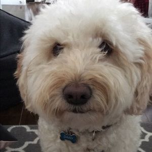 Meet your Posher, Alli